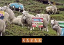 KAYAK Sheep Happens