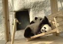 Kaydıraktan kayarak mutlu olan pandalar