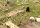 Kaz'ın gazabına uğrayan goril