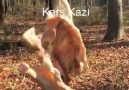 Kazzz Karslı Kız