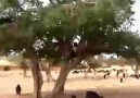Keçiler ağaca çıkabilir