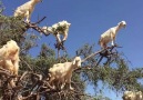 Keçiler Ağaçlarda otlarken
