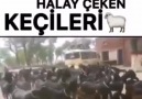 Keçileri kaçırmış bu keçiler