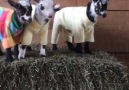 Keçilerin Pijama Partisi