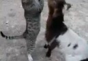 Keçi ve Kedi nin süt içmesi