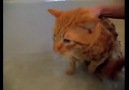Kedi banyodan kurtulmak için dile geldi!