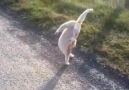 Kedi bey siz ne yapıyorsunuz yha.ss