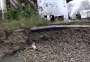 Kedi çukura düşen yavru köpeği bakın nasıl kurtarıyor.