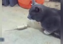 Kediden kurtulmak için ölü taklidi yapan fare