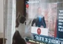 Kedi deyip geçme - Onurlu Gazeteci ve Sanatçılar