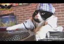 Kedi Dj - Azer Bülbül Remix