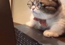 Kedi Dostlarımız le 17 fvrier