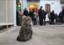 Kedi dostu imam dünya kamuoyunun takdirini topladı