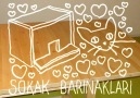 Kedi Evi Yapımı (Sokak Barınakları)