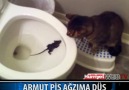 Kedi fareyi böyle bekledi..