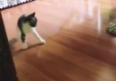Kedi - Hafta sonu temizliği için süper kedi...