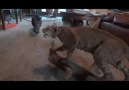 Kedi Heykelinden Ödleri Patlayan Kediler