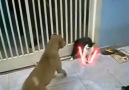 Kedi Işın Kılıcı Kullanırsa! Jedi Cat & Dogs