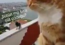 Kedi - Karga Kavgası Yazılar isosyaladam Twitter