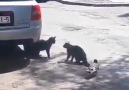 Kedi kavgasını ayıran karga