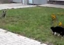 Kedi kedi olalı bir köpek yakaladı