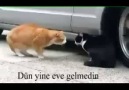 kedi konuşmaları