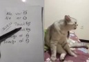 Kedi Konuşturma Sanatı 2