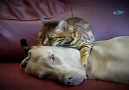 KEDİ, KÖPEĞİ BÖYLE UYUTTU!