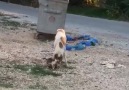 Kedi Köpeğin Ağzından Yemeğini Almaya Çalışıyor ))video DAli Eren