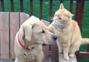 Kedi köpek kavgaları
