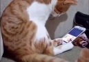 Kedi Kulübesi - Ölen sahibini videoda izleyen kedinin...