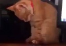 kedi Kuran ı kerim dinlerken ikibüklüm oluyor