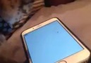 Kediler artık baya baya oyun oynamaya başladılar ?