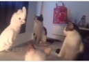 Kedilerin Arasına Karışmak İsteyen Papağan (y) Yarasa TV