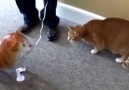 Kedilerin balon ile imtihanı! Çok güleceksiniz...