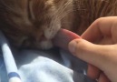 Kedilerin dili ne kadar uzundur )