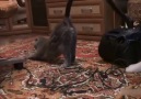 Kedilerin Elektrik Süpürgesi ile İmtihanı