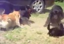 Kedilerin kavgasını ayıran delikanlı köpekler D D D