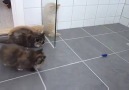 Kedilerin Oyuncak ile İmtihanı