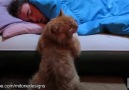 Kedilerin sahiplerini uyandırma sanatı