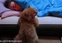 Kedilerin sahiplerini uyandırma sanatı