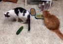 Kedilerin Salatalığa Gösterdikleri İlginç Tepki