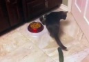 Kedilerin Salatalıkla İmtihanı