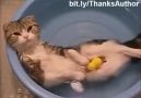 Kedilerin suyla komik savaşı:D