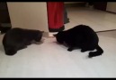 Kedilerin yemek paylaşımı! :)