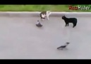 Kediler kavga etti kargalar ayırdı :)