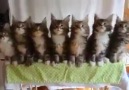 kediler orkestrası :) harika bir şey ya