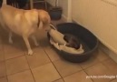Kediler ve köpekler arasındaki yatak savaşları :)))