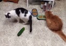 kediler ve salatalık.. D D