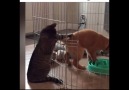 Kediler vs Köpekler